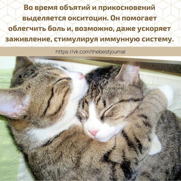 Котики обнимаются