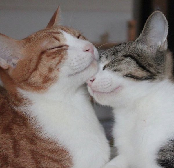 Кошки обнимаются