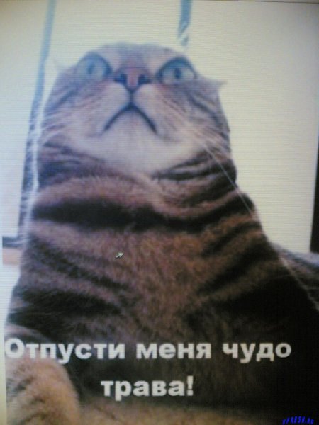 Отпусти меня чудо трава кот
