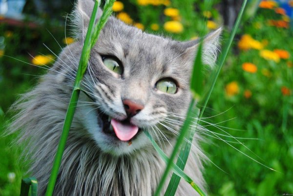 Котики смешные
