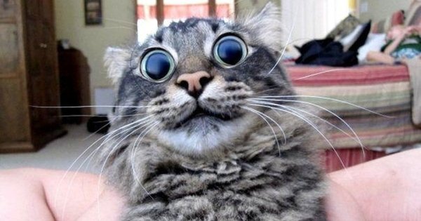 Мемы с котами