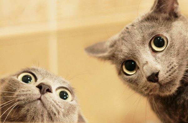 Коты мемы