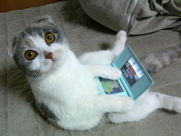Смешные коты до слёз