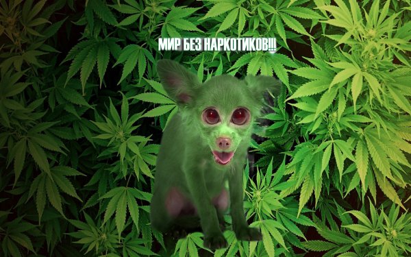 Конопля юмор