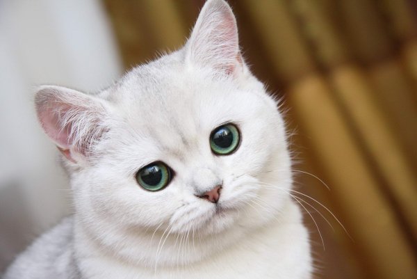 Красивые кошки