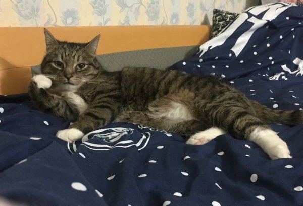 Кот ну давай