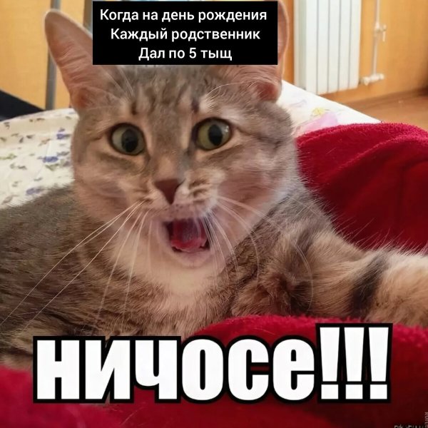 Мемы про котов