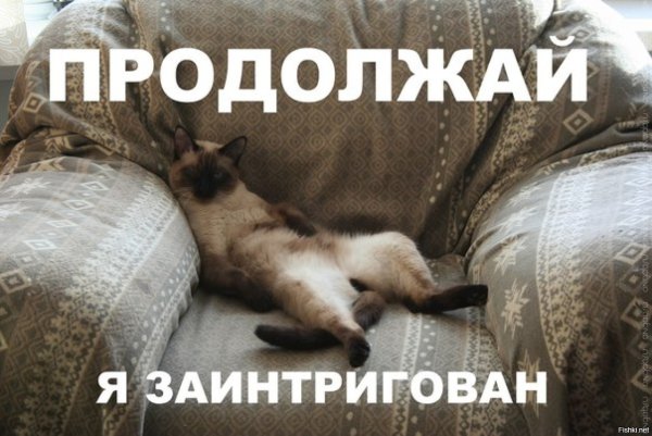 Заинтригованный кот