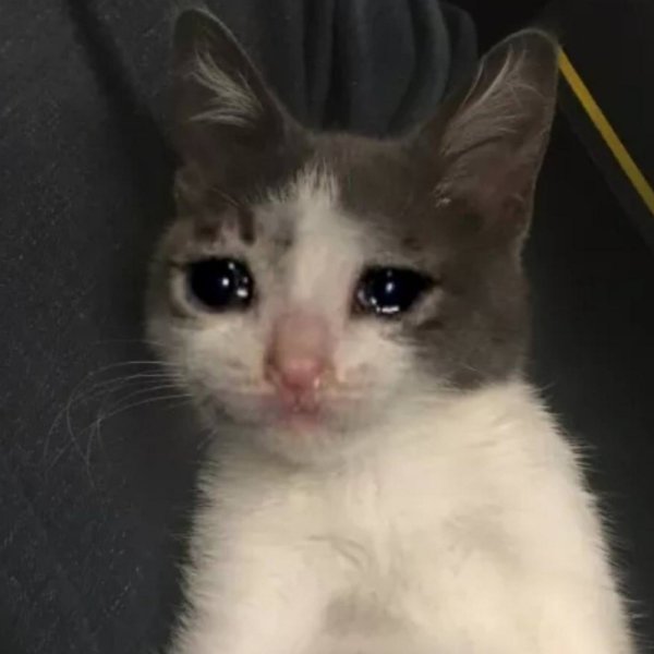 Грустный Плачущий кот
