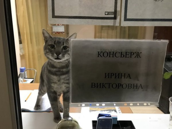 Картинки приколы
