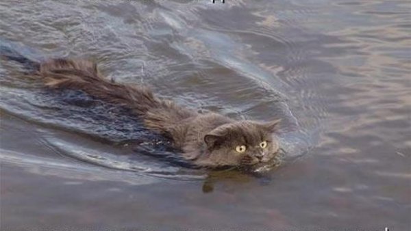 Смешные коты с подписями до слез