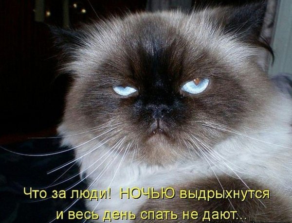 Смешные животные картинки с надписями