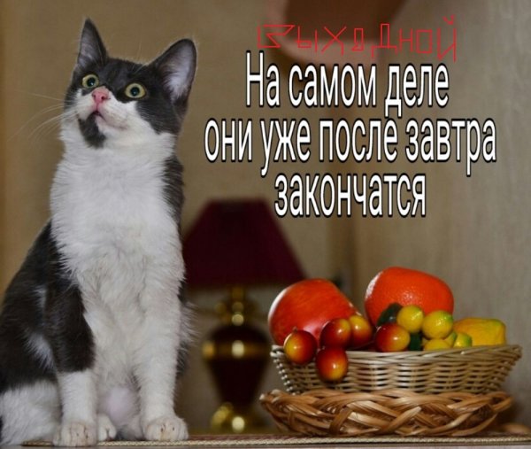 Смешные картинки про выходные