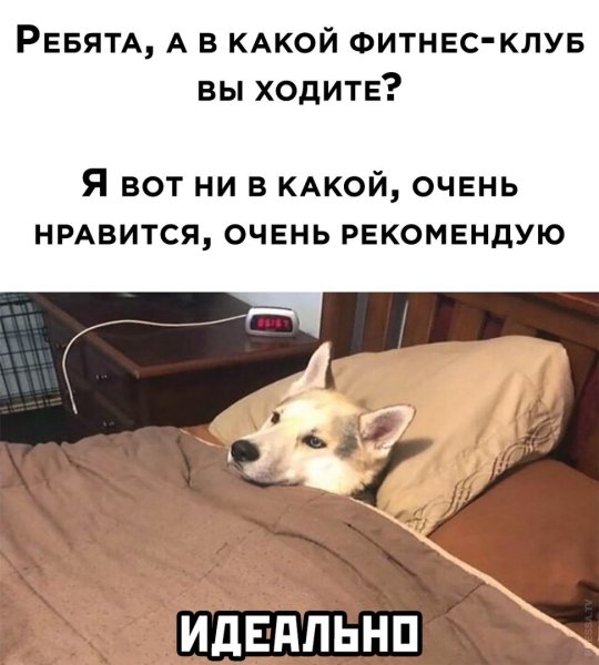 Утренние приколы для поднятия настроения
