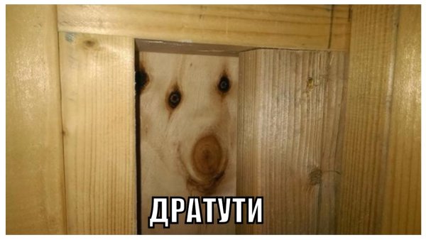 Печаль беда кот