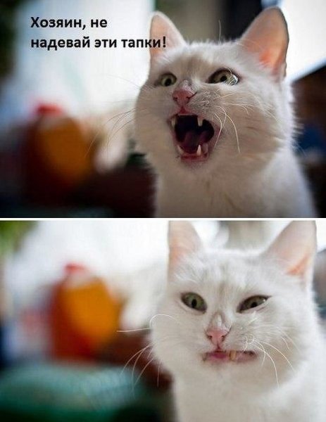 Коты мемы