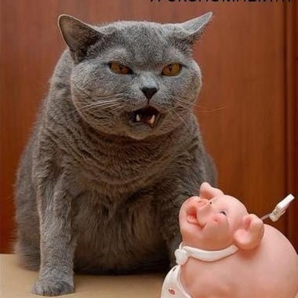 Жадный котик