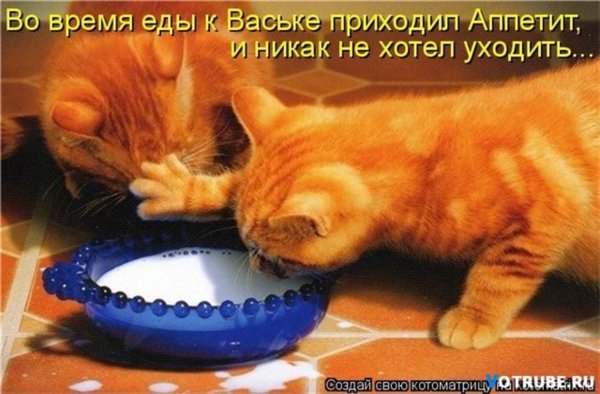 Кот делится едой