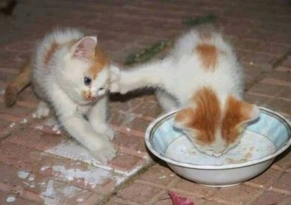 Голодный котенок