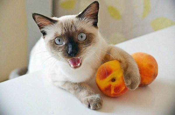 Коты персики
