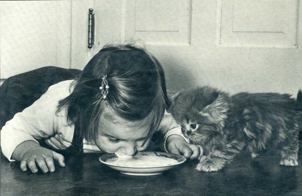 Ребенок ест из кошачьей миски