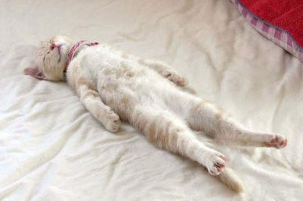Кот ПРИТВОРИЛСЯ мертвым