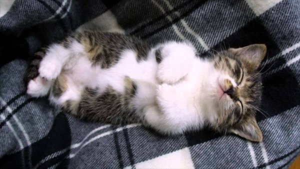 Я сплю котенок