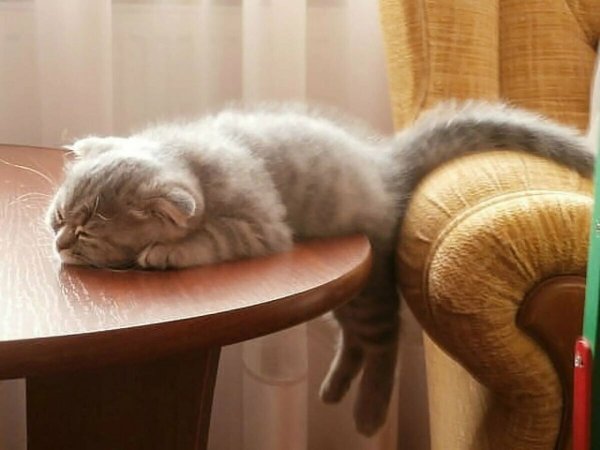 Кот устал