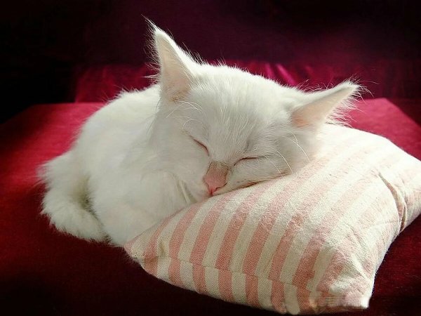 Котик спит на подушке