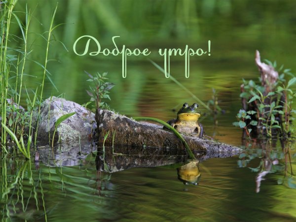 Доброе утро природа