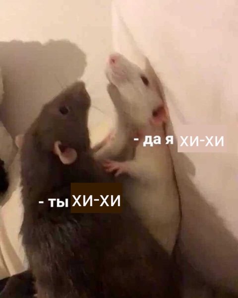 Крыса Мем