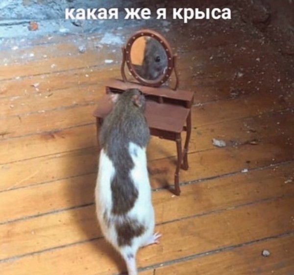 Я крыса
