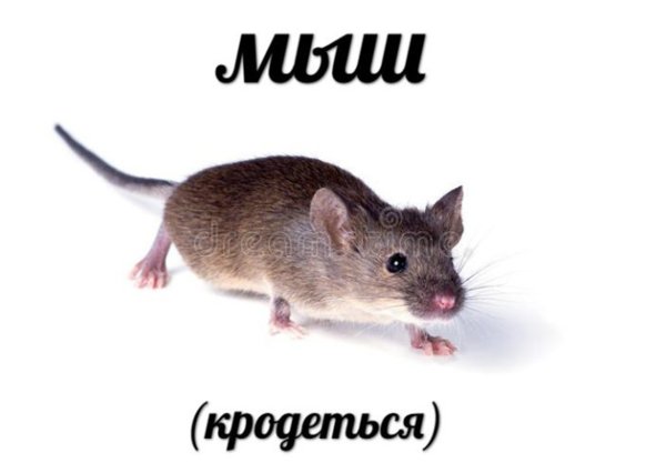 Мышь крадется