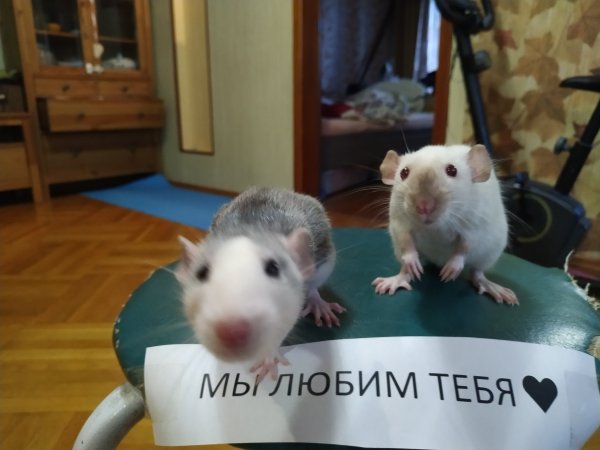 Деловая крыса
