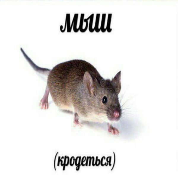 Мышь крадется оригинал