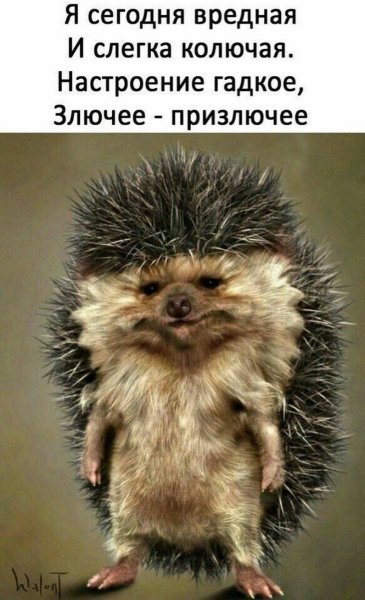 Вредный Ежик