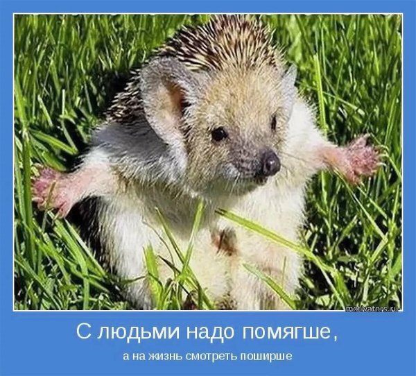 Приколы про ежей