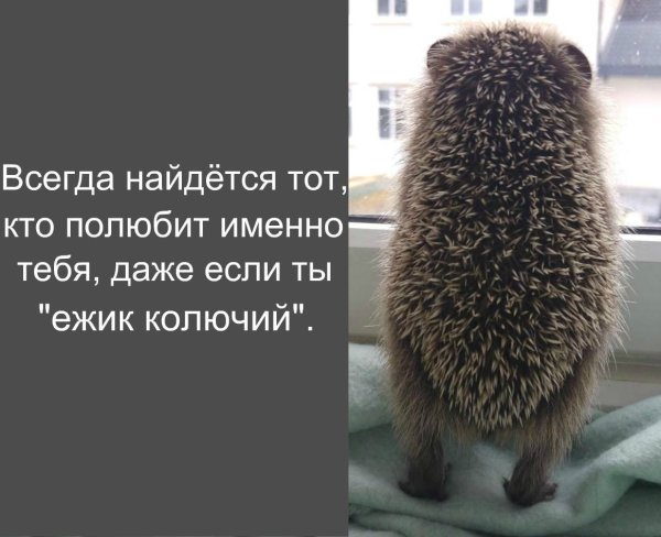 Всегда найдется тот кто полюбит тебя даже если ты колючий Ежик
