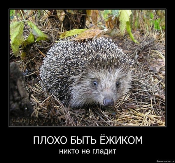 Приколы про ежей
