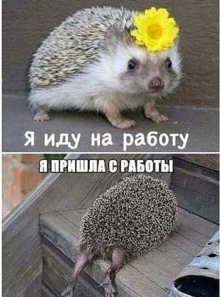 Смешные ежики карикатура