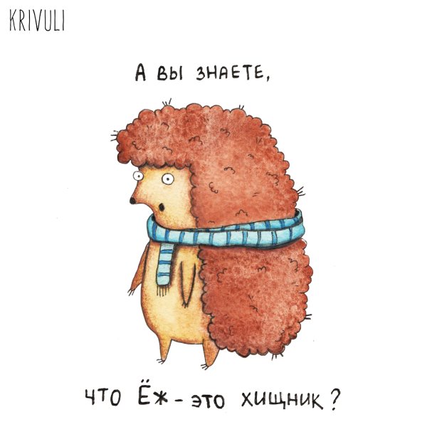 Ежик фото