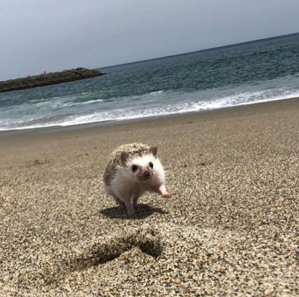 Ежик моряк