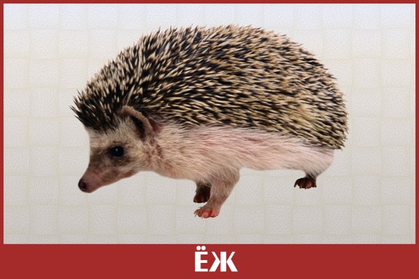 Ежики мультяшные милые