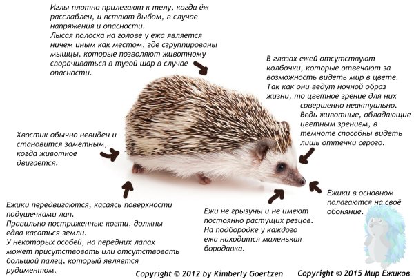Злой Ишики