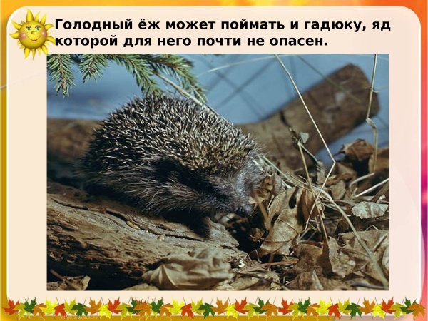 Еж учится