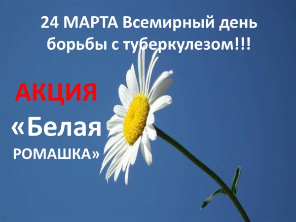 24 Марта акция белая Ромашка