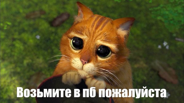 Кот Шрек глаза