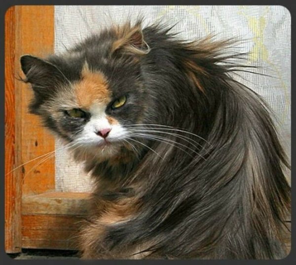 Аццкий кот
