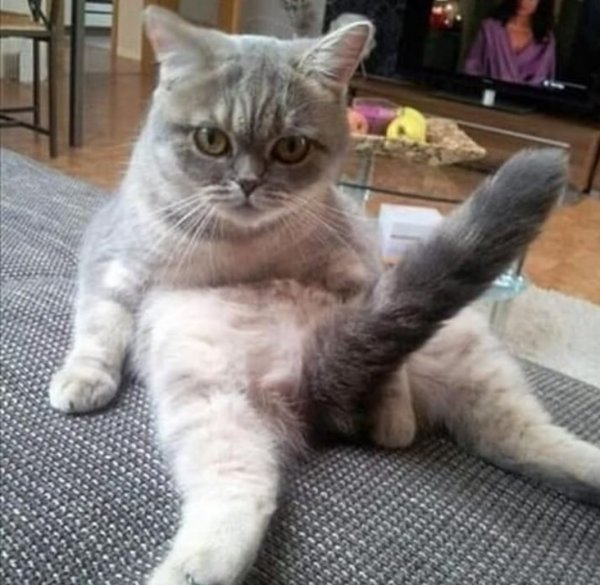 Кот встал спереди
