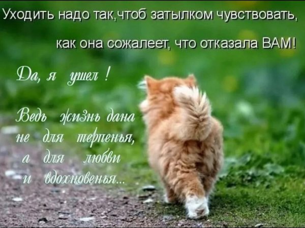 Кот уходит смешные